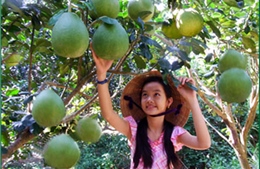 Đi tìm &#39;siêu quả&#39; nhiệt đới của Việt Nam